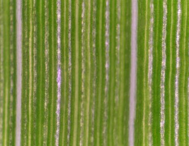 Bitki hücre arka plan.