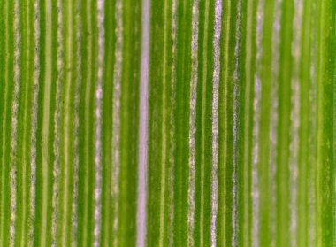 Bitki hücre arka plan.