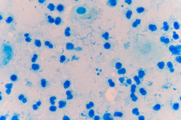 Moderate blue white blood cells. — Stock Photo, Image