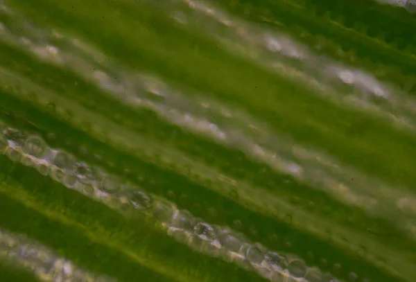 Фон клеток растений . — стоковое фото