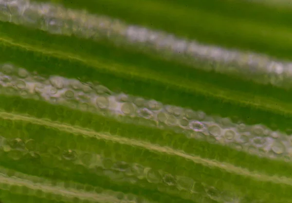 Plantaardige cellen achtergrond. — Stockfoto