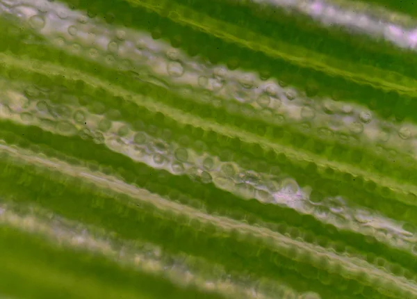 Plantaardige cellen achtergrond. — Stockfoto