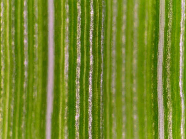 Fondo de células vegetales . — Foto de Stock