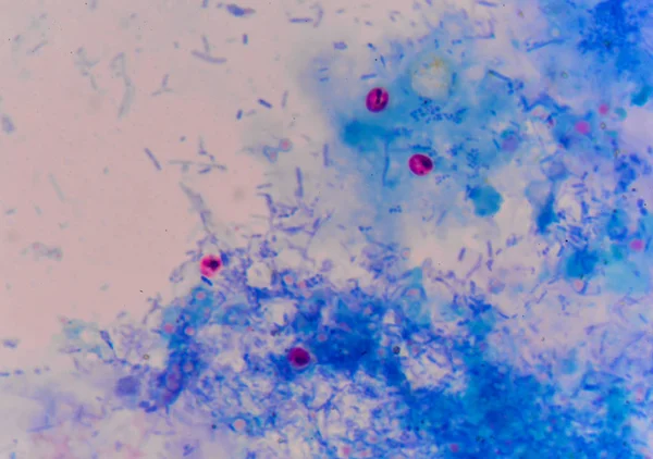 Oocito criptosporidium en azul — Foto de Stock