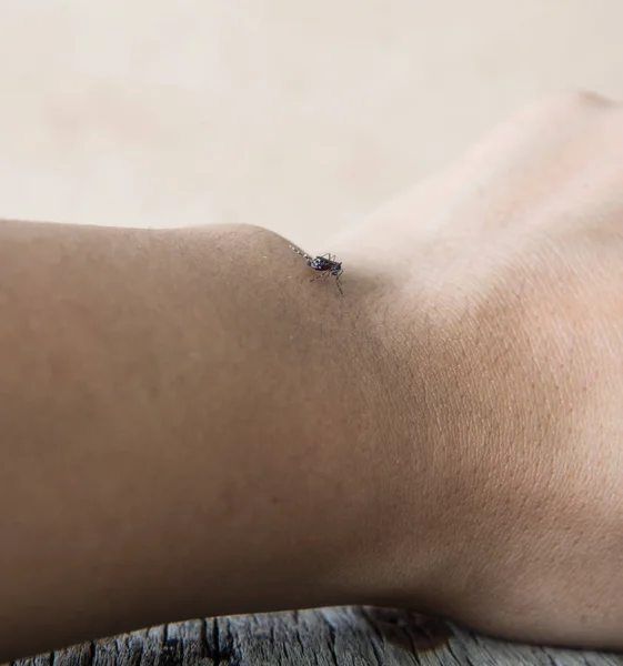 Närbild av en mygga som suger blod — Stockfoto