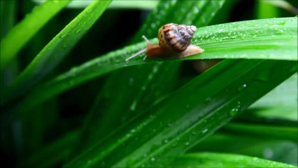 Snail moving in nature — Stock Video