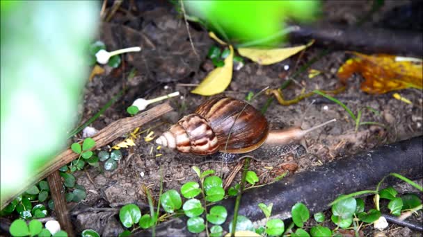자연에서 이동 하는 달팽이 — 비디오
