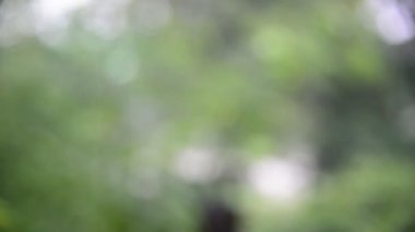 Yeşil doğa ile yağmur