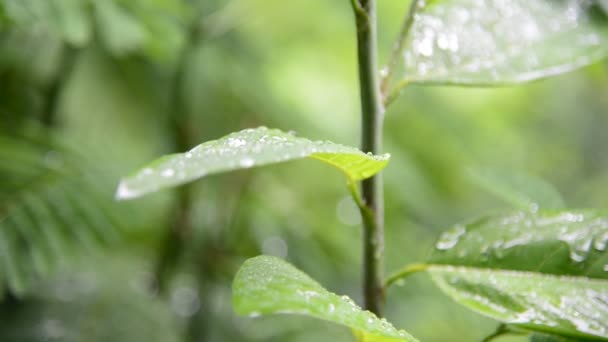 Llueve con naturaleza verde — Vídeo de stock