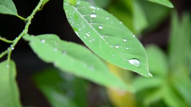 Llueve con naturaleza verde — Vídeo de stock