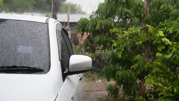 Llueve con naturaleza verde — Vídeo de stock