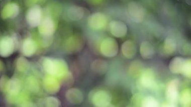 Yeşil bokeh doğa arka plan.