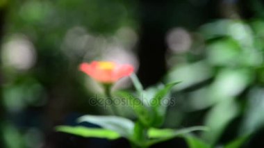 Bahçe Zinnia çiçeği.
