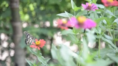 Zinnia bahçede kelebek