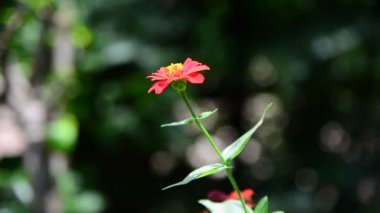 Bahçe Zinnia çiçeği.