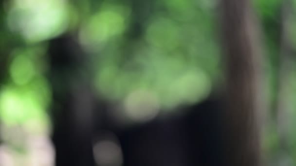 Fondo verde de la naturaleza bokeh . — Vídeo de stock