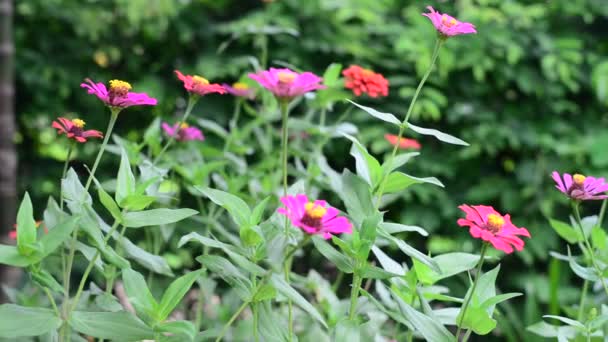 Schmetterling im Zinnia-Garten — Stockvideo