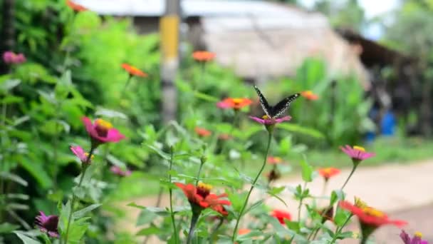 蝴蝶在花园里百日草 — 图库视频影像