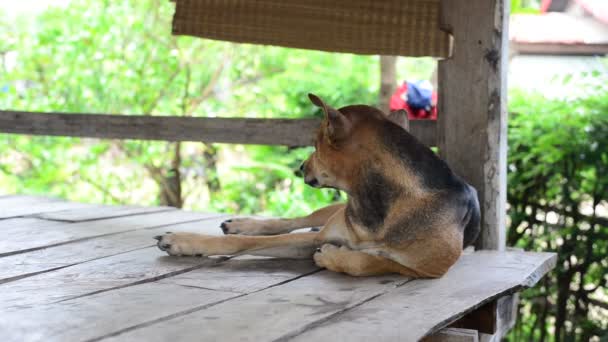 Echte Thaise hond in de natuur — Stockvideo