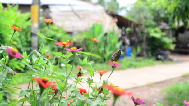 Mariposa en jardín de zinnia — Vídeo de stock