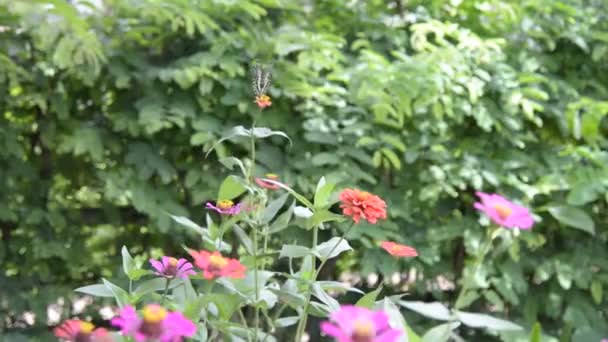 Mariposa en jardín de zinnia — Vídeos de Stock