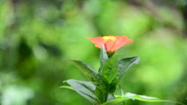 백 일초 꽃 정원에서 — 비디오