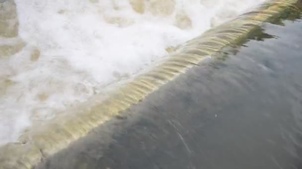 Hochwasser in der Natur — Stockvideo