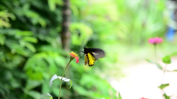 Butterfly in zinnia tuin — Stockvideo