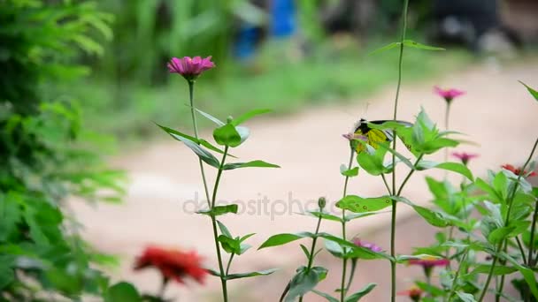 Schmetterling im Zinnia-Garten