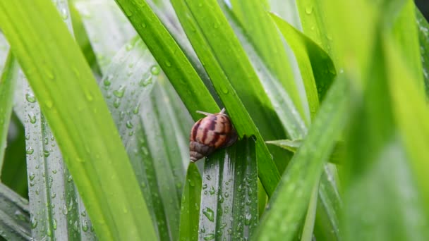 Siput bergerak di alam — Stok Video