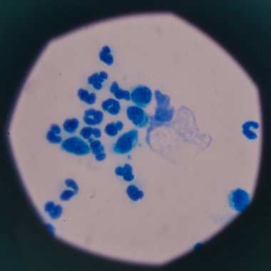 kan hücreleri mikroskop ile.