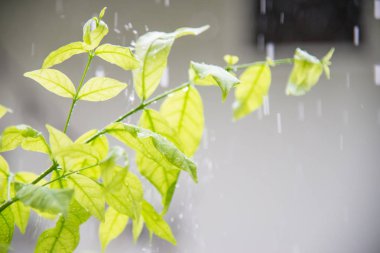 Su sıçrama ile bitki üzerinde yağmur.