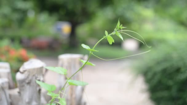 Piante verdi in movimento in natura . — Video Stock