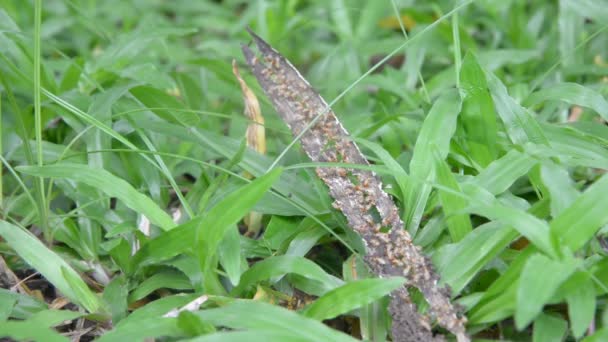 Gruppe von Termiten auf der grünen Natur. — Stockvideo