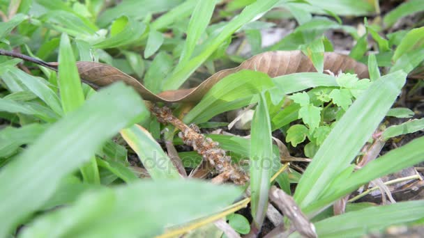 Grupo de termitas sobre la naturaleza verde . — Vídeos de Stock