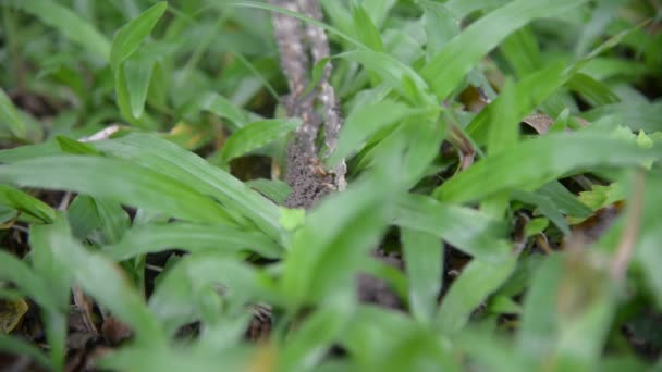 Grupo de cupins sobre a natureza verde . — Vídeo de Stock