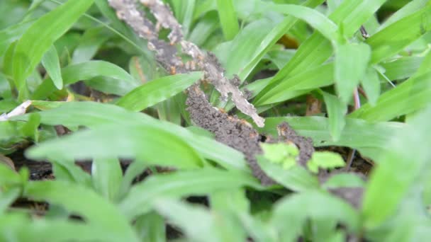 Groep van termieten op groene natuur. — Stockvideo