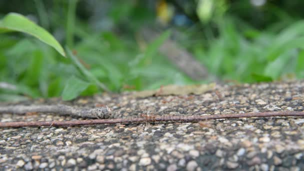 Groep van mieren op groene natuur. — Stockvideo