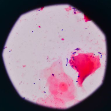 Mavi bakteri hücreleri