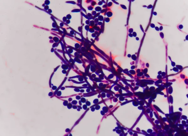 Бутонізація структури дріжджових клітин — стокове фото