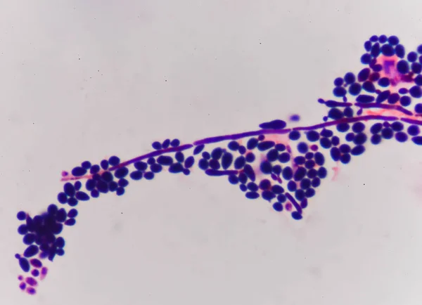 Estrutura de células de levedura brotamento — Fotografia de Stock