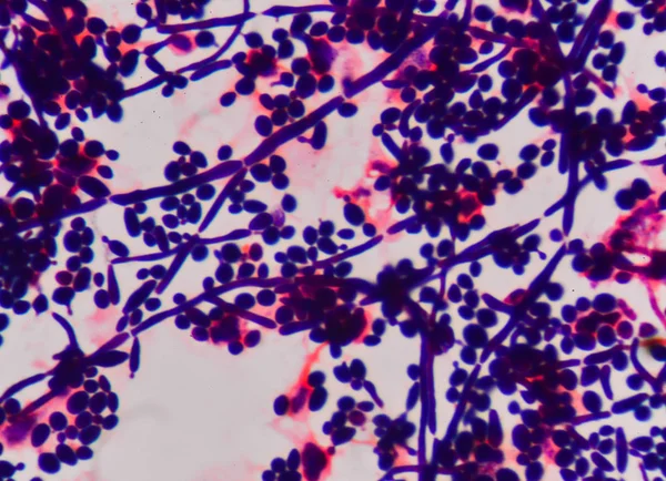 Maya hücre yapısı filizlenen