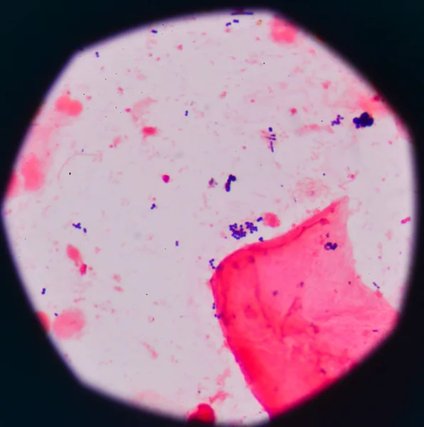 Blaue Bakterienzellen — Stockfoto