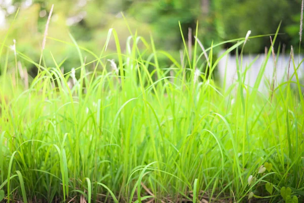 Verde hierba naturaleza fondo . —  Fotos de Stock