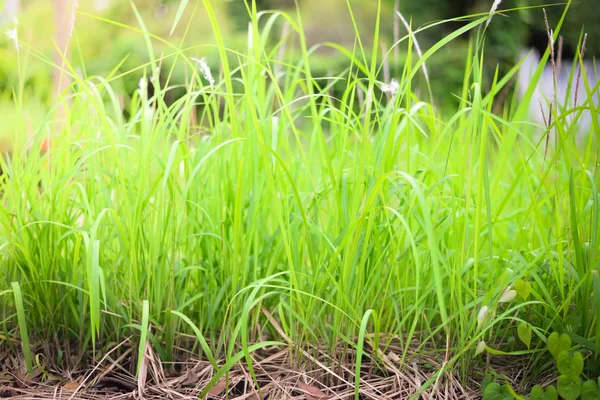 Grönt gräs natur bakgrund. — Stockfoto