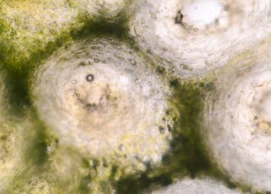 Bergamot cilt hücrelerini mikroskopla çekim.