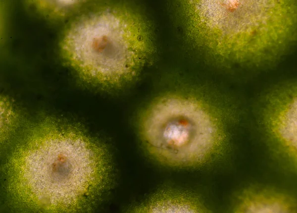 Bergamot skin cells shooting with microscope. — Stock Photo, Image