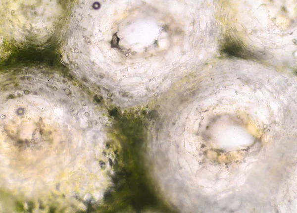 Bergamot cilt hücrelerini mikroskopla çekim. — Stok fotoğraf