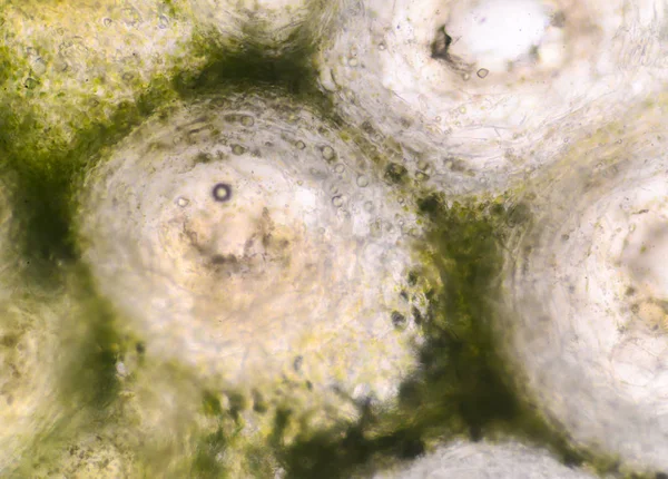 Bergamot cilt hücrelerini mikroskopla çekim.