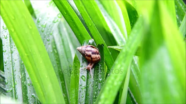 녹색 자연에 이동 빠른 달팽이. — 비디오